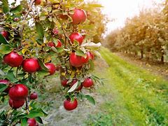 Image result for Apple Valley Orchard