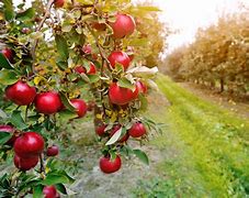 Image result for Apple Orchard Photography