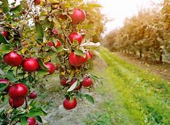 Image result for Pretty Autumn Apple Orchard
