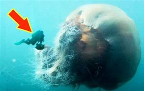 Image result for Biggest Jellyfish