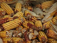 Image result for Corn in Shit Pile