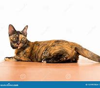 Image result for Adult Cat Laying Down