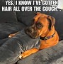 Image result for Funny Dog Memes 2019