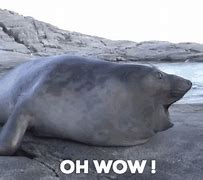 Image result for Silly Seal GIF