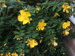 Hypericum Hidcote ਲਈ ਪ੍ਰਤੀਬਿੰਬ ਨਤੀਜਾ