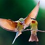 Image result for Two Bird Eating Photo