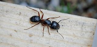 Image result for Ant Home