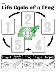 Image result for Frog Life Cycle Printable Free