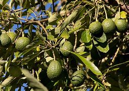 Image result for aguacatal