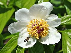 Image result for Paeonia wittmanniana