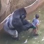 Image result for Harambe Incident