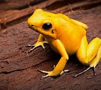 Image result for Golden Dart Frog