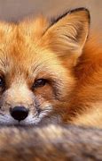 Image result for Red Fox Aesthetic