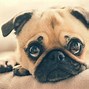 Image result for Pug Memes Dirty