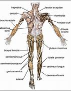 Image result for Muscle Anatomy Labeling