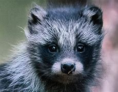 Image result for Raccoon Dog Teeth
