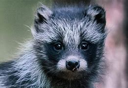 Image result for Raccoon Dog Species