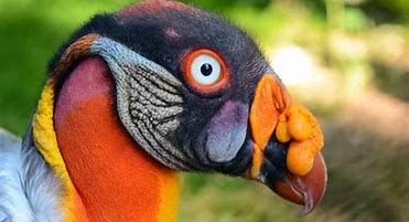 Image result for Weird Bird Beaks