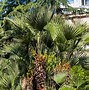 Image result for Palm Tree Types