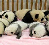 Image result for Osos Panda Bebe