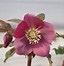 Image result for Helleborus orientalis Red Spotted Hybrids
