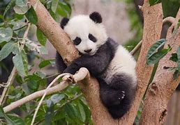 Image result for Sleeping Baby Panda Bear