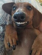 Image result for Funny Wiener Dog