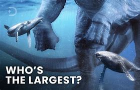 Image result for Biggest Animal to Walk the Earth