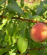 Image result for Prunus persica Wassenberger