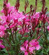 Image result for GAURA PINK