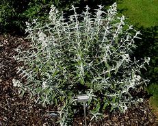 Image result for Buddleja Silver Anniversary