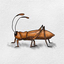 Image result for Cricket Bug Drawing