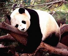 Image result for Panda Kingdom