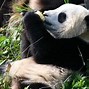 Image result for Happy Baby Panda
