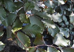 Image result for FAGUS SYLVATICA VERTAKT