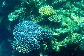 Image result for Great Barrier Reef Australia