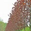 Image result for Acer Platanoides Fairview