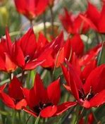 Tulipa Lizzy ਲਈ ਪ੍ਰਤੀਬਿੰਬ ਨਤੀਜਾ