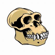 Image result for Ape Skull