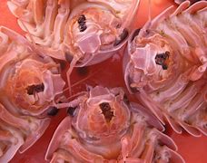 Image result for Isopod Sea Creature