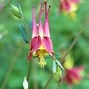 Image result for Cardinal Flower Vine