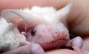 Image result for Albino Bat Planet Zoo