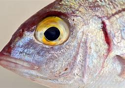 Image result for Not Fresh Eyes Fish