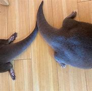 Image result for Otter with Tail Up