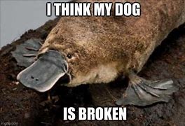 Image result for Broken Dog Meme