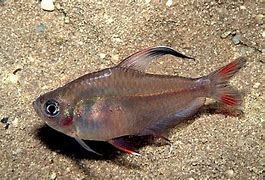 Image result for hyphessobrycon_bentosi