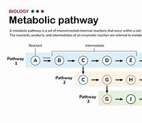 Image result for Metabolic Enzymes
