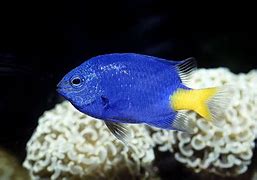 Image result for Small Marine Fish