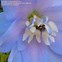 Image result for Delphinium Summer Skies (Pacific-Giant-Group)