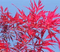 Image result for Acer palmatum Tamukeyama